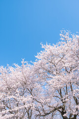 桜と青空