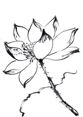 Ink Painting of Lotus Flower in Traditional Asian Brush Art Style on White Background