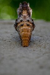 
a chrysalis on a concrete ledge, a pupa against a bokeh background, nature's transformation in...