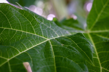 close up of green leaf, close up of a leaf, closeup of green leaf veins, detailed leaf texture photo, macro shot of natural green foliage