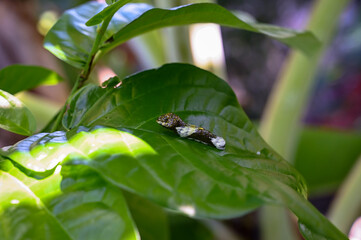 a caterpillar with bird dropping camouflage, nature's clever disguise, a bug on a green leaf


