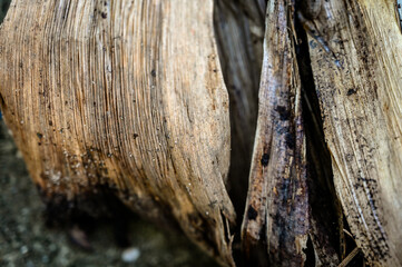abstract pattern of a dried leaf, organic texture of a dead plant, dry banana tree trunk texture,...