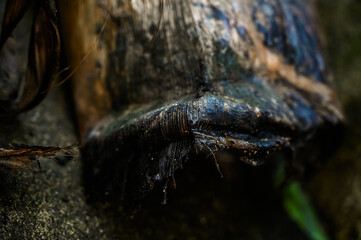 abstract pattern of a dried leaf, organic texture of a dead plant, dry banana tree trunk texture, abstract patterns of banana sheath, organic and fibrous banana fiber