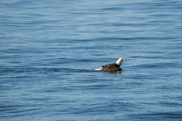 Bald Eagle fishing Salmon