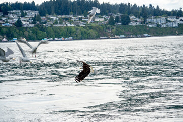 Bald Eagle fishing Salmon