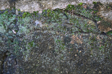 Fototapeta premium moss on stone, green moss on stone, close-up of moss and mold on damp wall, textured concrete with green algae growth, weathered surface with moisture damage
