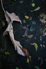 abstract pattern of a dry banana leaf, fibrous texture of a banana plant, nature's intricate decomposing foliage