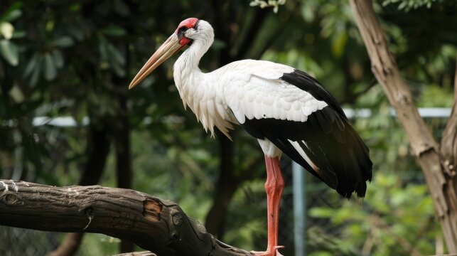  He national first-class protected animal, the Oriental White Stork 