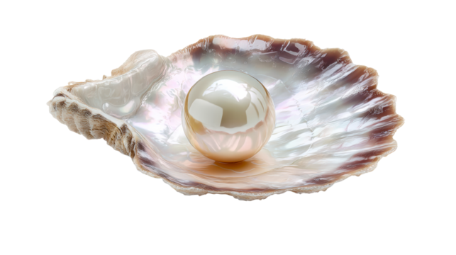 Large iridescent seashell holding a lustrous pearl on white background, cut out transparent