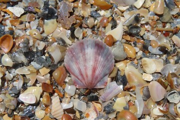 Seashells on the beach in Atlantic coast of North Florida