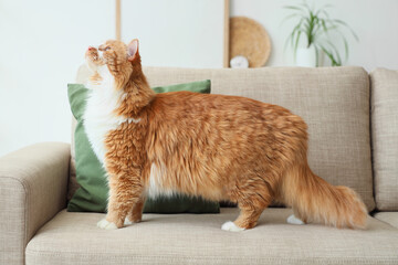 Cute cat on grey sofa at home