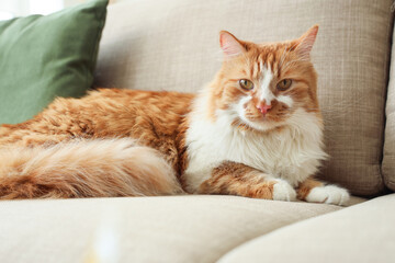 Cute cat lying on grey sofa at home