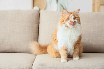 Cute cat sitting on grey sofa at home