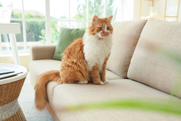 Cute cat sitting on grey sofa at home