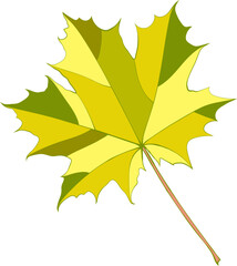 Hand-drawn green-yellow autumn colored single maple leaf isolated on white background. Flat and line style vector illustration. 