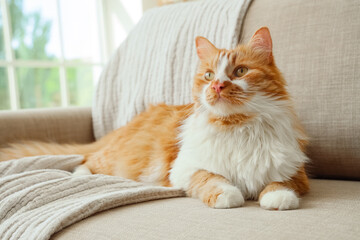 Cute cat with plaid lying on grey sofa at home
