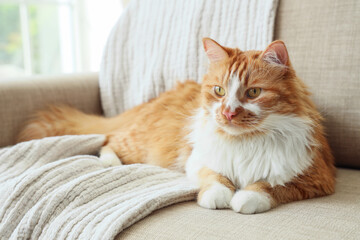 Cute cat with plaid lying on grey sofa at home