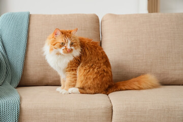 Funny cat on grey sofa at home