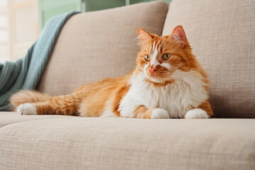 Funny cat lying on grey sofa at home