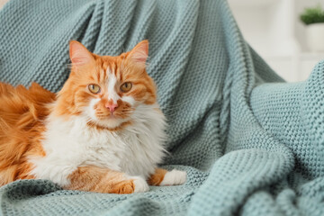 Funny cat with plaid lying on sofa at home, closeup