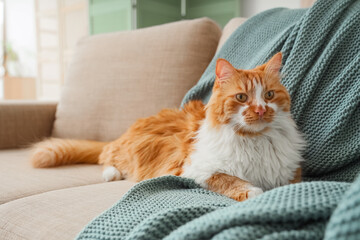 Funny cat with plaid lying on grey sofa at home