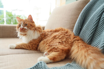 Funny cat with plaid lying on grey sofa at home