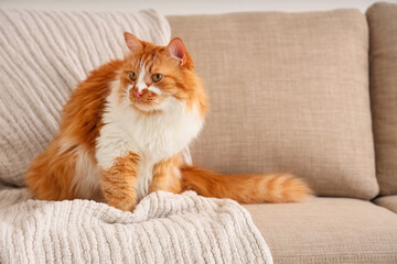 Funny cat with plaid on grey sofa at home
