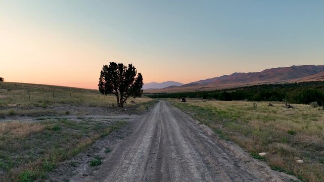 Flying by a juniper or Utah cedar tree over a dirt road near the historic and original Pony Express Trail at sunset
