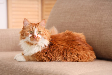 Cute fluffy cat lying on grey sofa at home