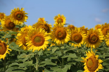field of sunflowers