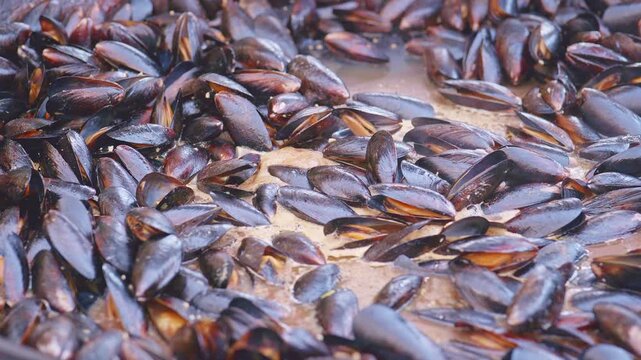 Fresh shellfish mussels steaming in large cooking pan of juicy liquid