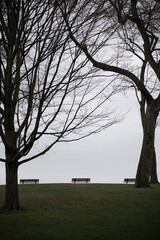 tree in the park