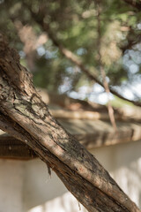 tree in the forest