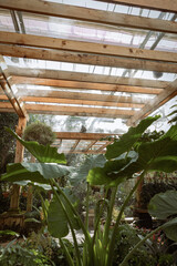 greenhouse