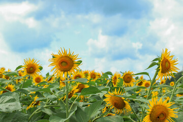 field of sunflowers