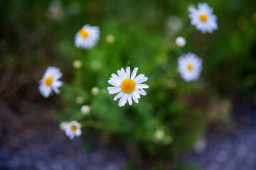 daisies in a field