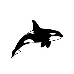dolphin vector illustration