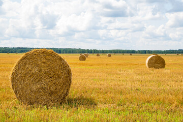 Round yellow bales of straw lie on the field after harvesting nature farm hay rural