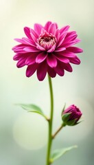 Obraz premium Close-up of a single monarda flower, soft focus , herb, purple