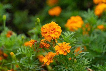 マリーゴールド