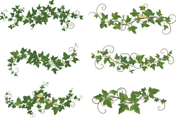 Elegant ivy vines, floral borders with green leaves, decorative climbing plant ornaments, natural botanical elements isolated on white background