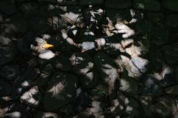 Sunlight and Leaf Shadows on Gravel Ground