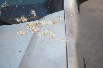 Damage from bird droppings on a car surface