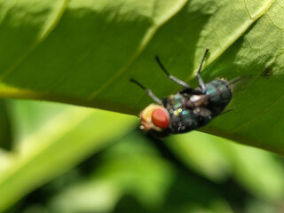 Flies with red eyes and thin wings perched on green leaves, in daylight on a natural blurred...