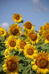 field of sunflowers in the summer