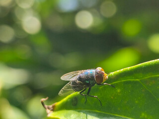 Flies with red eyes and thin wings perched on green leaves, in daylight on a natural blurred...