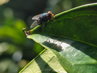 Flies with red eyes and thin wings perched on green leaves, in daylight on a natural blurred...