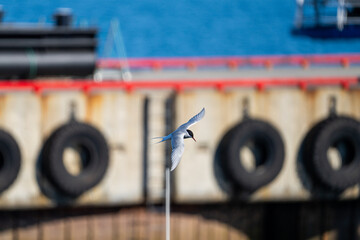 Arctic tern (Sterna paradisaea) in flight above the marina at the research station in Ny Alesund,...