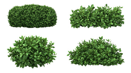 Obraz premium set of bush a hedge on white background