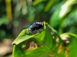 Flies with red eyes and thin wings perched on green leaves, in daylight on a natural blurred...
